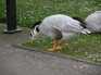  gros canard